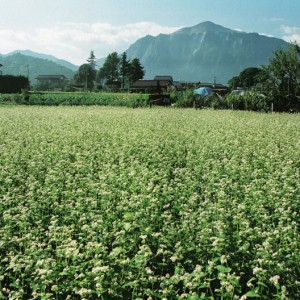 平成12年の武甲山